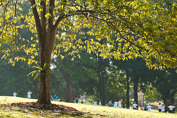 Oświetlony Drzewo w parku – zdjęcie