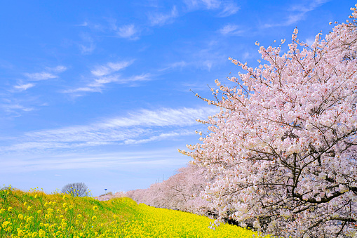 A row of cherry blossom trees in full bloom.In Japan, cherry blossom viewing is a standard spring event.Collaboration with canola flower is also popular.