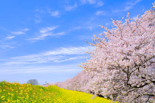 cherry blossoms and canola flower A row of cherry blossom trees in full bloom.In Japan, cherry blossom viewing is a standard spring event.Collaboration with canola flower is also popular. fruit tree flower sakura spring stock pictures, royalty-free photos & images