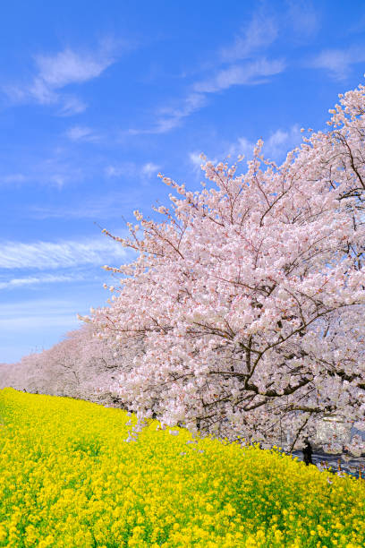 cherry blossoms and canola flower - spring vertical cherry blossom color image imagens e fotografias de stock