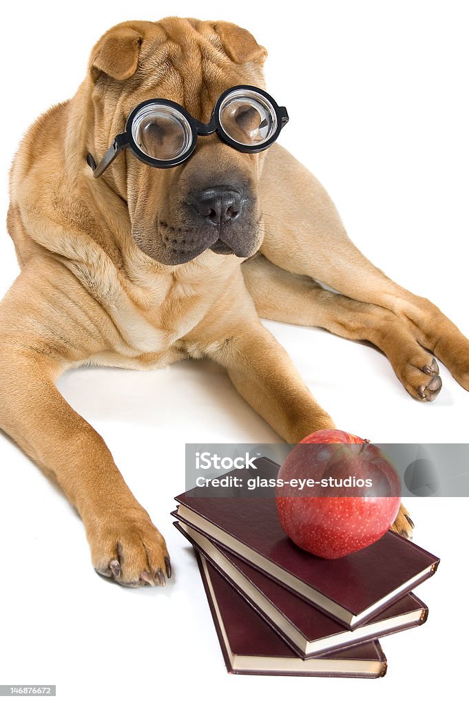 Volver a la escuela perro en gafas - Foto de stock de Accesorio para ojos libre de derechos