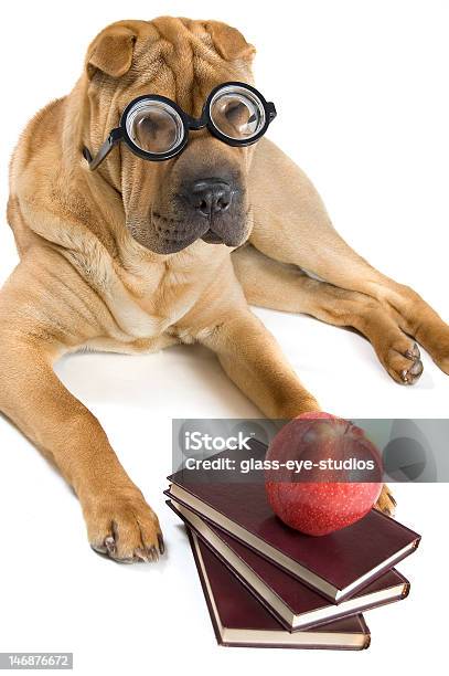 Foto de Voltar Para A Escola Cachorro Em Copos e mais fotos de stock de Acessório ocular - Acessório ocular, Animal, Animal de estimação