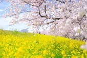 cherry blossoms and canola flower