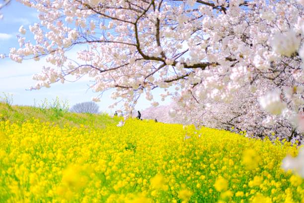 cherry blossoms and canola flower - cherry tree imagens e fotografias de stock