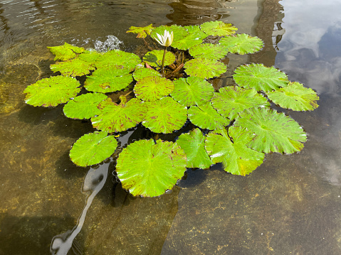 Selective focus of koi fish pond or brocade carp, with lotus plant on the water in modern pond design