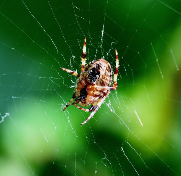 istock Euroopean Garden Spider  on its web 1468767318