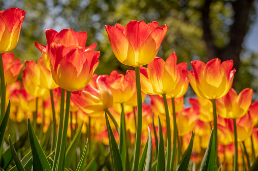 Tulip flower in sunny day. Group of red and yellow tulip blooming with green leaves in spring.