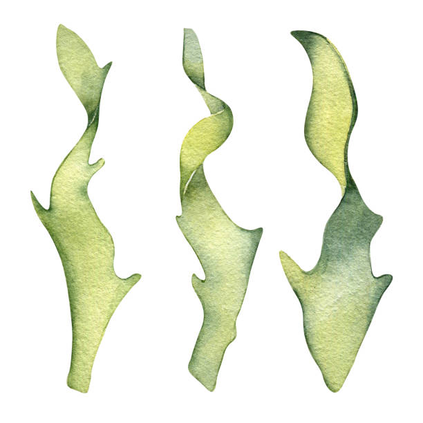 grüne meerespflanze aquarell illustration isoliert auf weißem hintergrund. - spirulina pacifica illustrations stock-grafiken, -clipart, -cartoons und -symbole