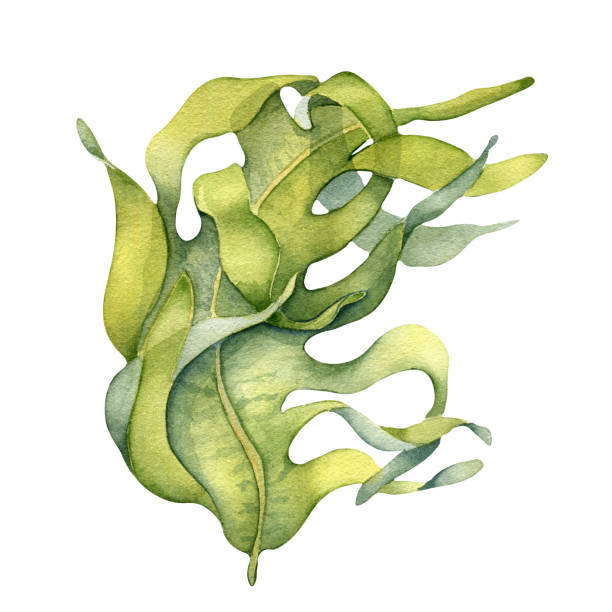 ilustrações de stock, clip art, desenhos animados e ícones de green sea plant watercolor illustration isolated on white background. - spirulina pacifica illustrations