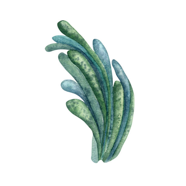 illustrazioni stock, clip art, cartoni animati e icone di tendenza di illustrazione ad acquerello della pianta di mare verde isolata su sfondo bianco. - spirulina pacifica illustrations