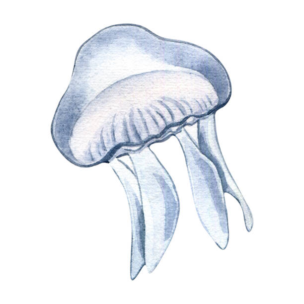 ilustrações de stock, clip art, desenhos animados e ícones de blue jellyfish watercolor illustration isolated on white background. - spirulina pacifica illustrations