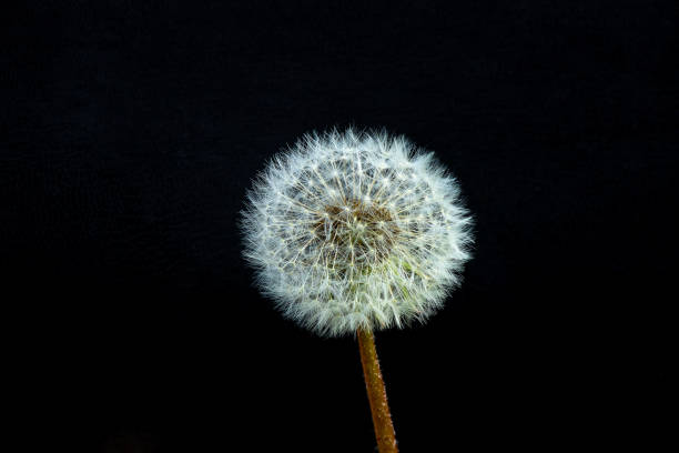istock one dandelion on a black background close-up 1468768598