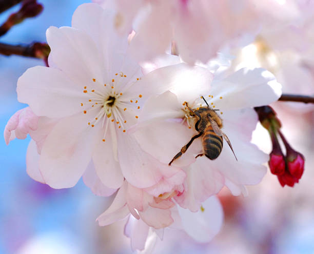 Cherry Bossom Bee stock photo