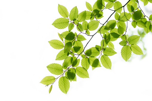 Green leaf on a white background which is associated with spring or summer.