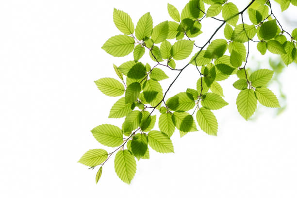 зеленый лист на белом фо�не - beech tree beech leaf leaf photography стоковые фото и изображения