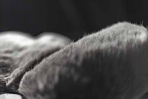 Realistic Looking Animal Hair Fur Closeup
