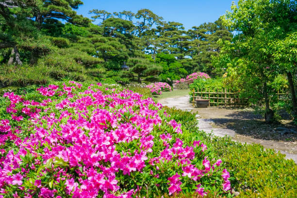 azaleias no jardim hiunkaku no parque tamamo na primavera (cidade de takamatsu, prefeitura de kagawa) - footpath tree japan stepping stone - fotografias e filmes do acervo