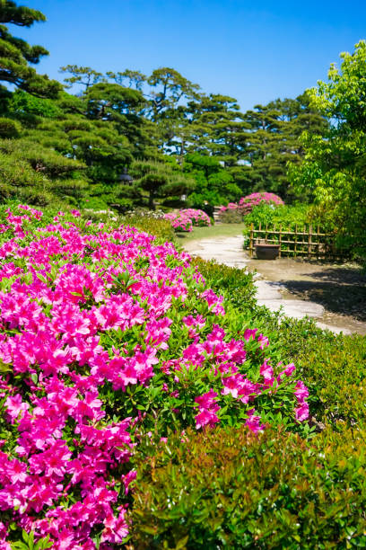 azaleias no jardim hiunkaku no parque tamamo na primavera (cidade de takamatsu, prefeitura de kagawa) - footpath tree japan stepping stone - fotografias e filmes do acervo