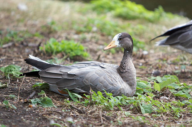 istock Beautiful bird in park 146877547