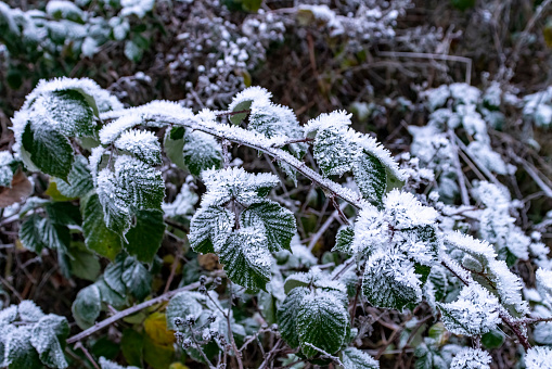 Frozen cobwebs on a bramble bush.