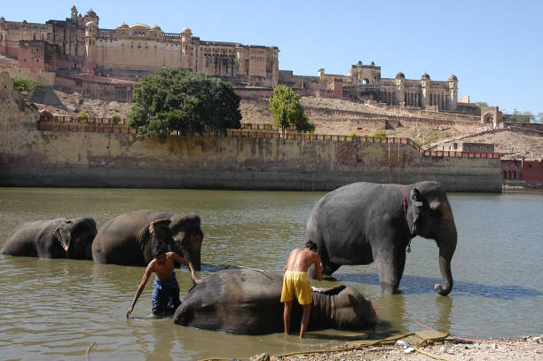 Elephant bathing in a lake, splashing water and cooling off in a natural habitat during a hot day in the wild