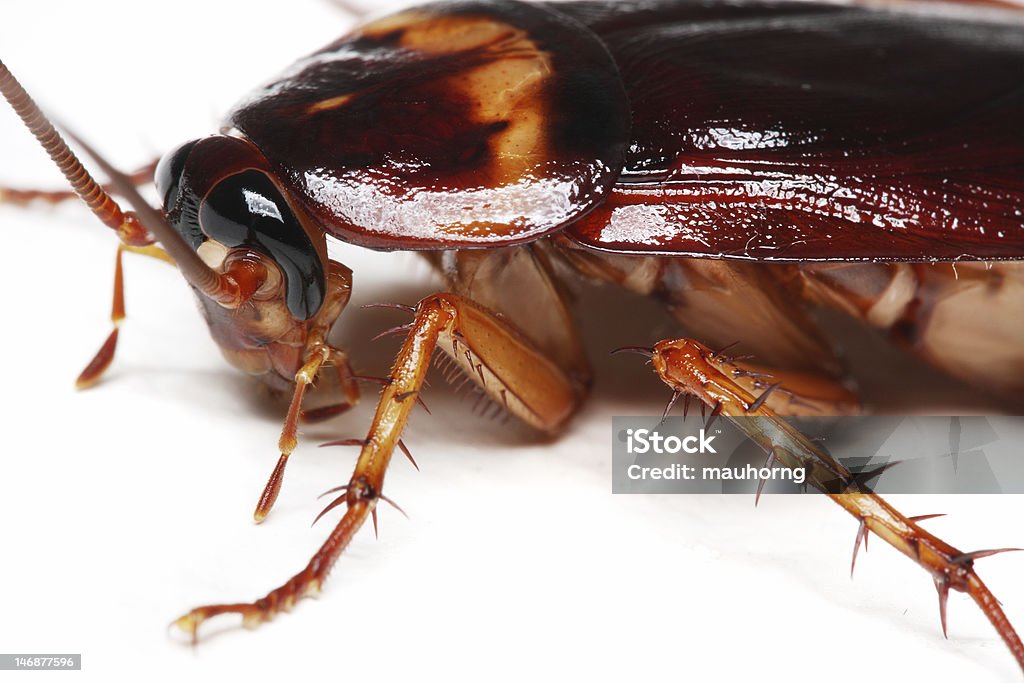 Cockroach Close up of a cockroach on white background. Animal Stock Photo