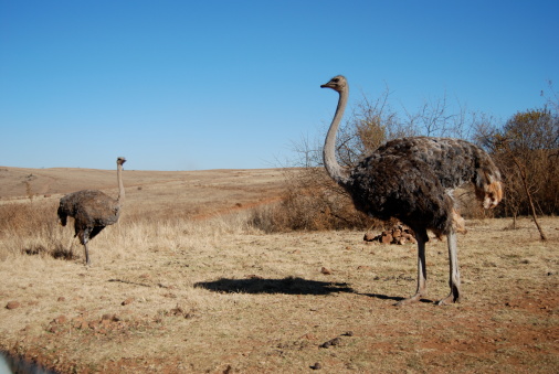 Two ostriches, Kruger National Park, South Africa