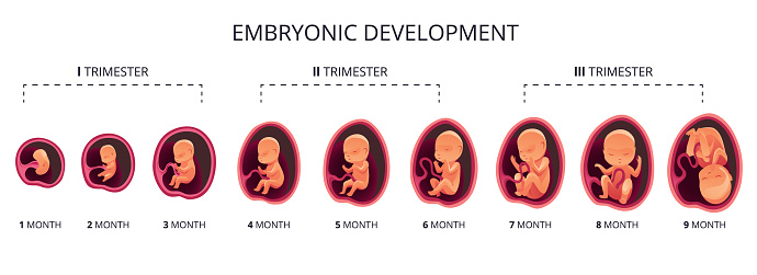 Embryo month stage growth, fetal development vector flat infographic icons. Medical illustration of foetus cycle from 1 to 9 month to birth and combined into trimesters.