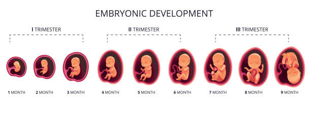 Embryo month stage growth, fetal development vector flat infographic icons. Medical illustration of foetus cycle from 1 to 9 month to birth and combined into trimesters Embryo month stage growth, fetal development vector flat infographic icons. Medical illustration of foetus cycle from 1 to 9 month to birth and combined into trimesters. trimesters in pragnancy stock illustrations