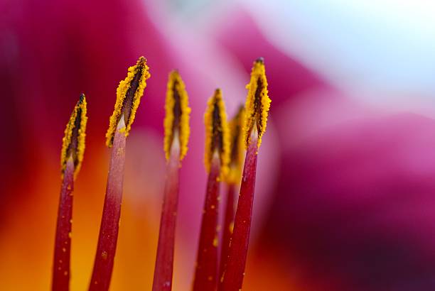 istock Pollen of a Day Lily 146877686