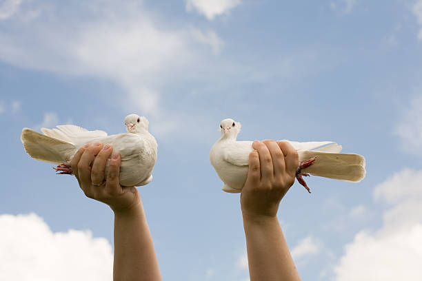 Doves  in hands stock photo