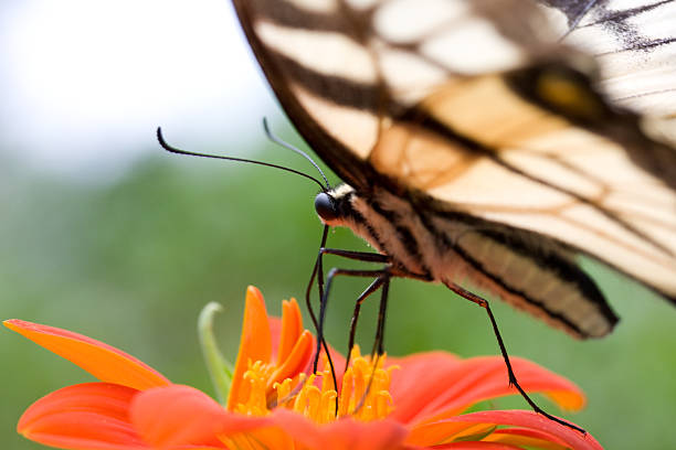 istock butterfly on orange flower 146877733