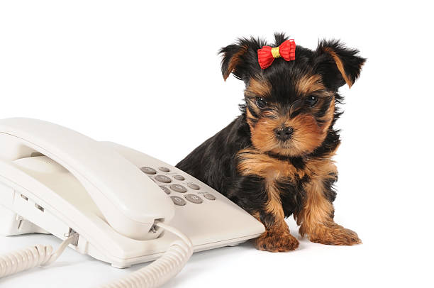 istock Cute puppy waiting for a call 146877784