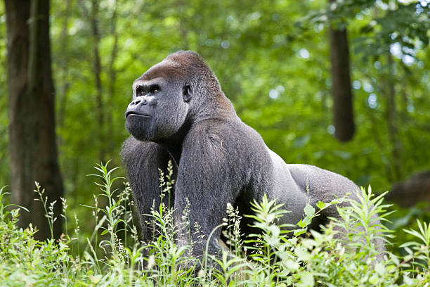 Make silverback gorilla in the forest of central Africa Male silverback gorilla. great ape photos stock pictures, royalty-free photos & images