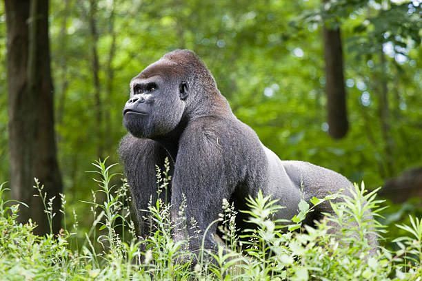 Make silverback gorilla in the forest of central Africa Male silverback gorilla. gorilla stock pictures, royalty-free photos & images