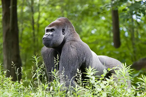 Male silverback gorilla.