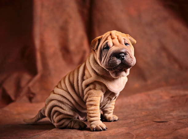 Cute sharpei puppy Cute sharpei puppy mini shar pei puppies stock pictures, royalty-free photos & images