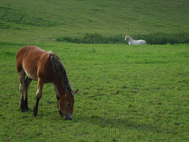 istock Polish horses on the meadow , white horse 146878025
