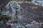 Frozen cobwebs on a bush