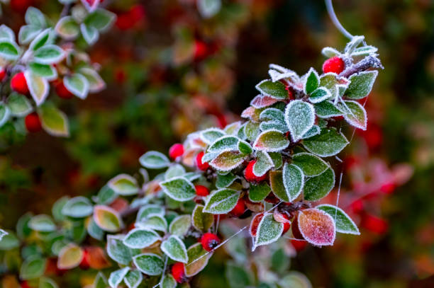 istock Frozen cobwebs on a berry bush 1468780588