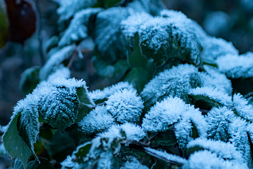 Hoar frost on a garden leaf.