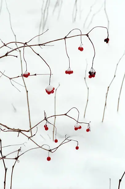 Red berries in the winter tree