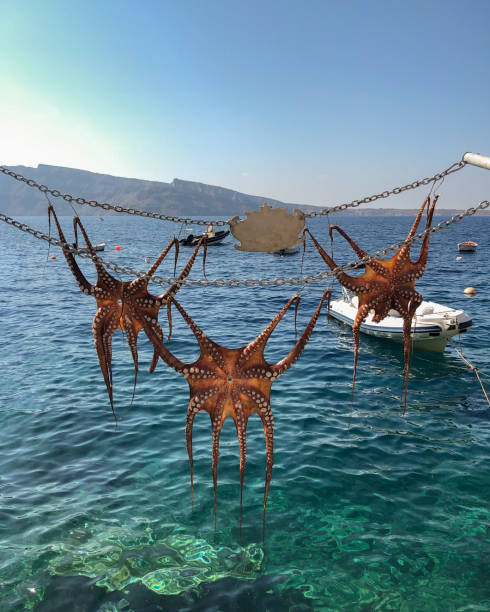 Octopus left hung out in the sun to dry at Amoudi Bay on the island of Santorini in Greece. Greek seafood cuisine.