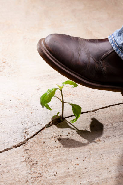istock Young plants growing in a crack on a concrete footpath with a big heavy boot about to come down and crush and kill the plant. Conquering adversity concept. 1468782250