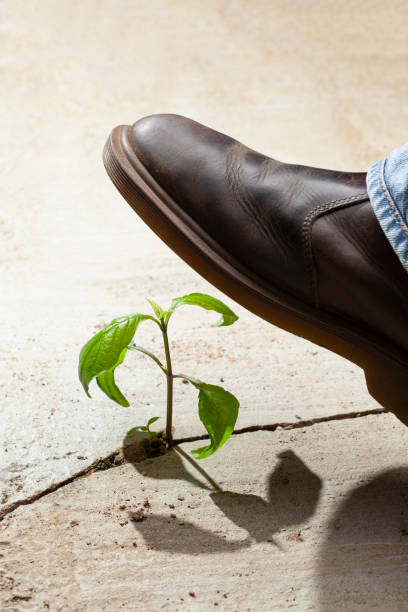 istock Young plants growing in a crack on a concrete footpath with a big heavy boot about to come down and crush and kill the plant. Conquering adversity concept. 1468782251