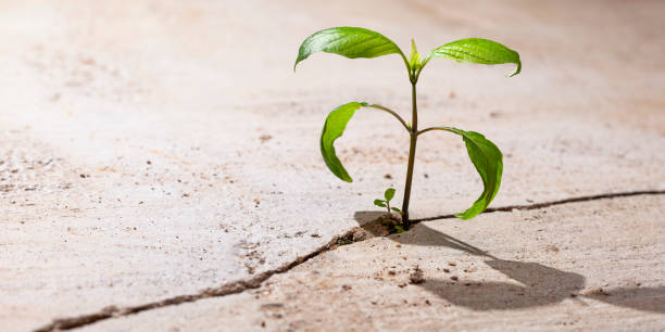 istock Young plants growing in a crack on a concrete footpath. Conquering adversity concept. 1468782252