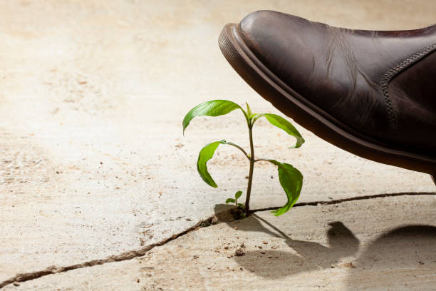 istock Young plants growing in a crack on a concrete footpath with a big heavy boot about to come down and crush and kill the plant. Conquering adversity concept. 1468782255