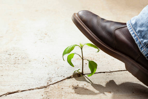 istock Young plants growing in a crack on a concrete footpath with a big heavy boot about to come down and crush and kill the plant. Conquering adversity concept. 1468782262