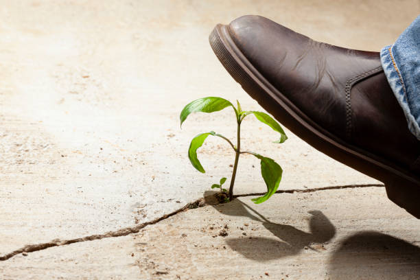 istock Young plants growing in a crack on a concrete footpath with a big heavy boot about to come down and crush and kill the plant. Conquering adversity concept. 1468782401
