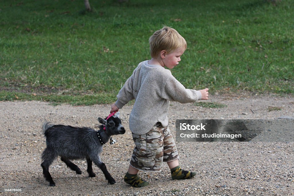 Follow Me Young Boy pulling along young pygmy goat Boys Stock Photo